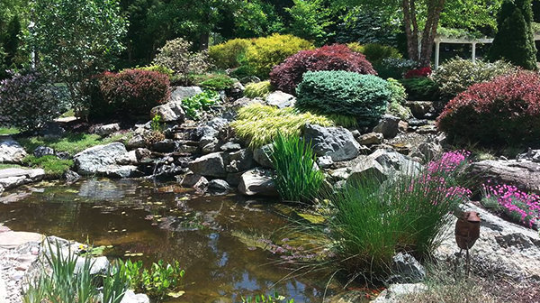 Pond Maintenance